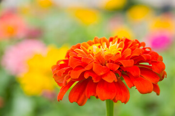 Zinnia elegans closeup pink flowers in the garden for use as background