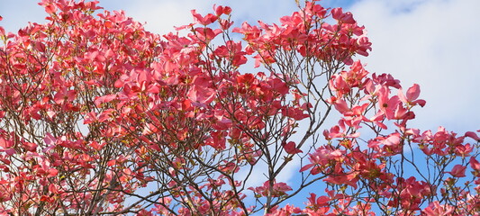 Dogwood tree with showy and bright pink biscuit-shaped flowers and green leaves on blue sky with clouds background close up.