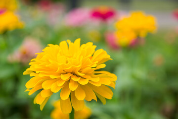 Zinnia elegans closeup pink flowers in the garden for use as background