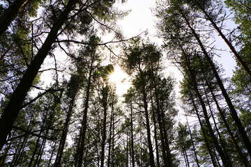 Pine forest in sunny weather. A tree with green needles in the evening.