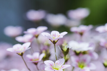 Delicate white pink flowers of Saxifrage moss in spring garden