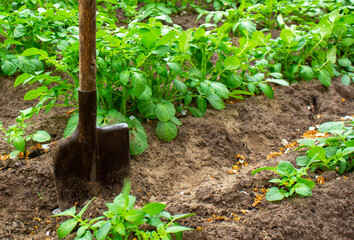 A shovel stands among the beds with potato bushes.