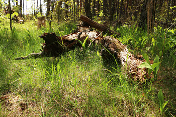 Old fallen tree in the forest on a background of green grass.