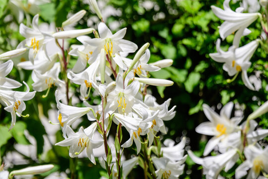 Many large delicate white flowers of Lilium or Lily plant in a British cottage style garden in a sunny summer day, beautiful outdoor floral background photographed with soft focus.