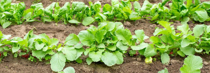 Field of green potato bushes. Organic Farm Products