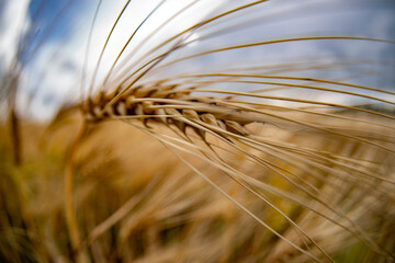 golden Wheat spike detail