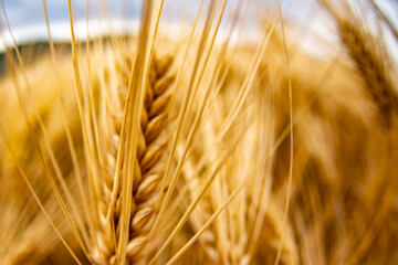 golden Wheat spike detail