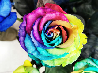 Fototapeta na wymiar rainbow rose flower texture