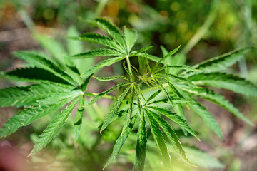 Cannabis cultivation outdoors. Medical marijuana. Soft selective focus.
