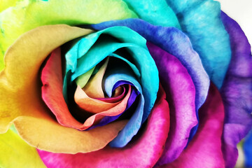 Obraz na płótnie Canvas rainbow rose flower texture