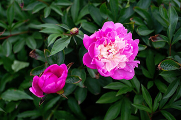 Blooming fresh pink peony bushes in the garden. Summer flowers. Soft selective focus.
