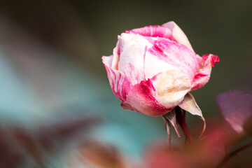 若い、まだ花びらが固い真冬のバラの蕾は春が来るのをじっと待っています