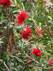Callistemon citrinus | Rince-bouteille, arbuste buissonnant au feuillage nervuré en spirale autour de tige ramifiée à inflorescence en brosse aux étamines rouge écarlate