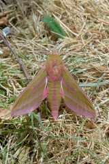 Image of the wings and back of a large elephant hawk moth on dry grass.