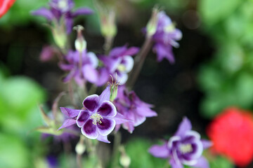 Beautiful yellow, purple and white grannies bonnet flowers surrounded by green leaves in garden...