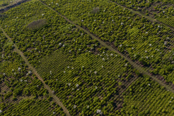 Texture of green tree forest view from above. Aerial top view forest tree, Rainforest ecosystem and healthy environment concept and background.