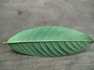 close up of green guava leaf texture on wood background