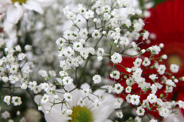 Closeup of white babies breath flowers also known as Gypsum flowers