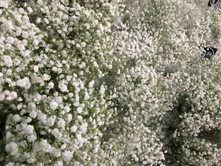 Closeup of white babies breath flowers also known as Gypsum flowers