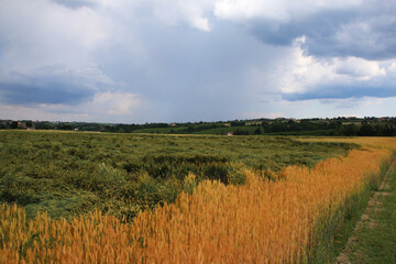 Fototapeta premium Campo di grano dorato sotto un cielo nuvoloso e temporalesco, in una calda giornata di inizio estate in pianura padana