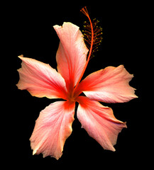 Beautiful Hibiscus flower isolated on black background
