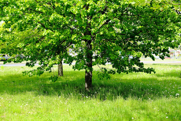 Pięknie zazielenione drzewo na wiosnę w parku miejskim  