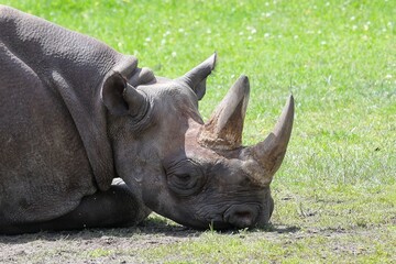 Fototapeta premium Schlafendes Breitmaulnashorn - Nashörner sind vom Aussterben bedroht, weil sie wegen ihres Horns Opfer von Wilderern werden, weshalb man ihnen oft, um sie zu schützen, das Horn vorsorglich absägt.