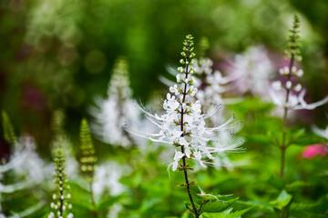 なんとも可愛い「ネコノヒゲ」が咲きました