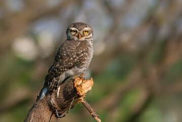 Spotted Owl Perched on Branch