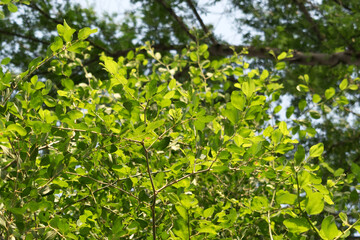 Jujube Ziziphus Jujuba fruit plant branch with sun light