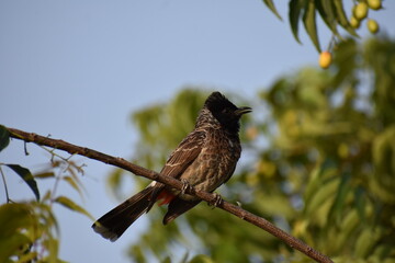 Red Vented Bulbul