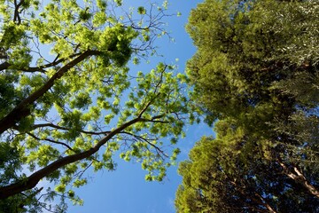 Trees in a park