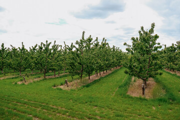 Fototapeta na wymiar Nature scene with cherry tree. Plantation of cherry trees in springtime. Fruit orchard in the spring. Field fruits rows growing with cloudscape.