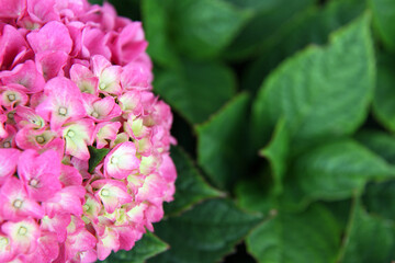 Closeup of beautiful pink and white hydrangea flower