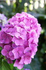 Closeup of beautiful pink and white hydrangea flower