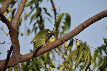 Coppersmith barbet