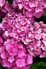 Closeup of beautiful pink and white hydrangea flower