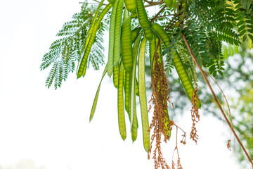 Albizia chinensis (silk tree, Chinese albizia kang luang, cham, sengon) tree with seed pods....