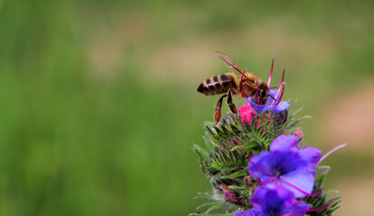 
in flight, a bee collects pollen from flowers and at the same time pollinates them.