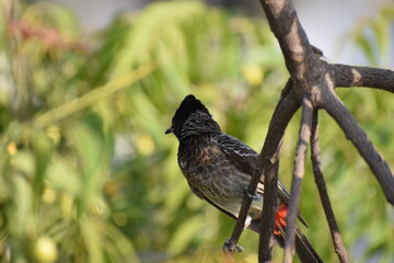 Red Vented Bulbul