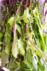 closeup of stalks of green salad freshly washed and ready to be eaten