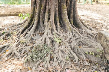 Tree in Mrauk U Myanmar