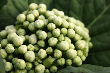 Closeup of beautiful lace hydrangea flower with closed buds