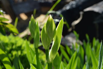 Close up of a stem with green buds of a growing iris growing in the garden of a country house in spring on a green background