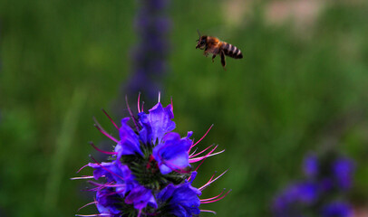 
in flight, a bee collects pollen from flowers and at the same time pollinates them.