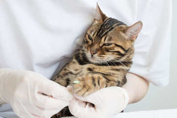 The veterinarian puts special silicone caps on the cat's claws. Doctor's hands in gloves close-up. Protection from scratches and damage to furniture.