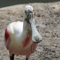 Rosalöffler mit markantem , löffelähnlichem, großem Schnabel - Tierporträt - Zoo Leipzig