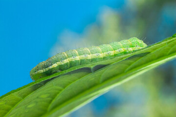 Green caterlillar on avocado leaf