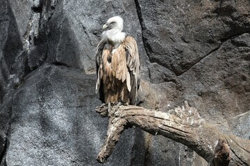 Gänsegeier, Gypus fulvus - Die Aasfresser brüten in Felsen. Sie überfliegen gelegentlich die...