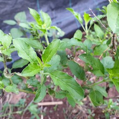 Thai basil is a type of basil.Sweet Basil, Thai Basil